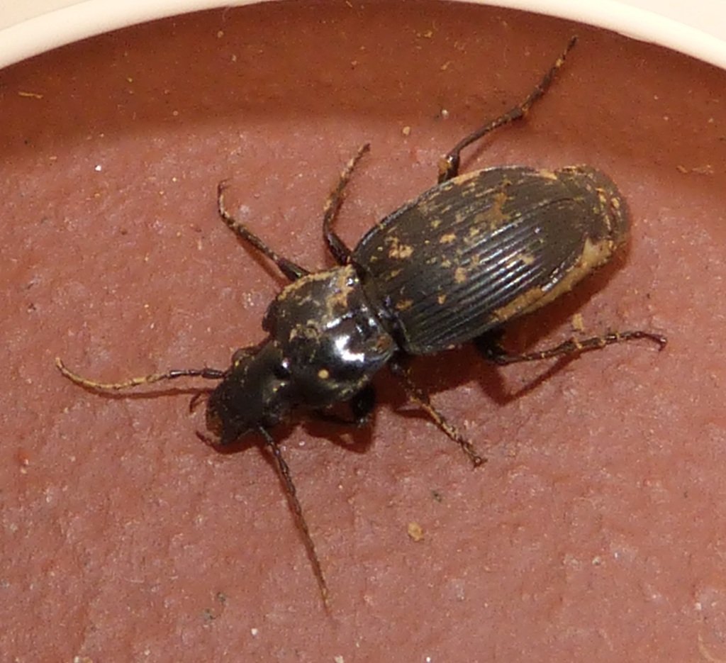 Pterostichus pedemontanus