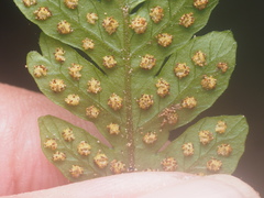 Tectaria subsageniacea