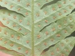 Tectaria subsageniacea