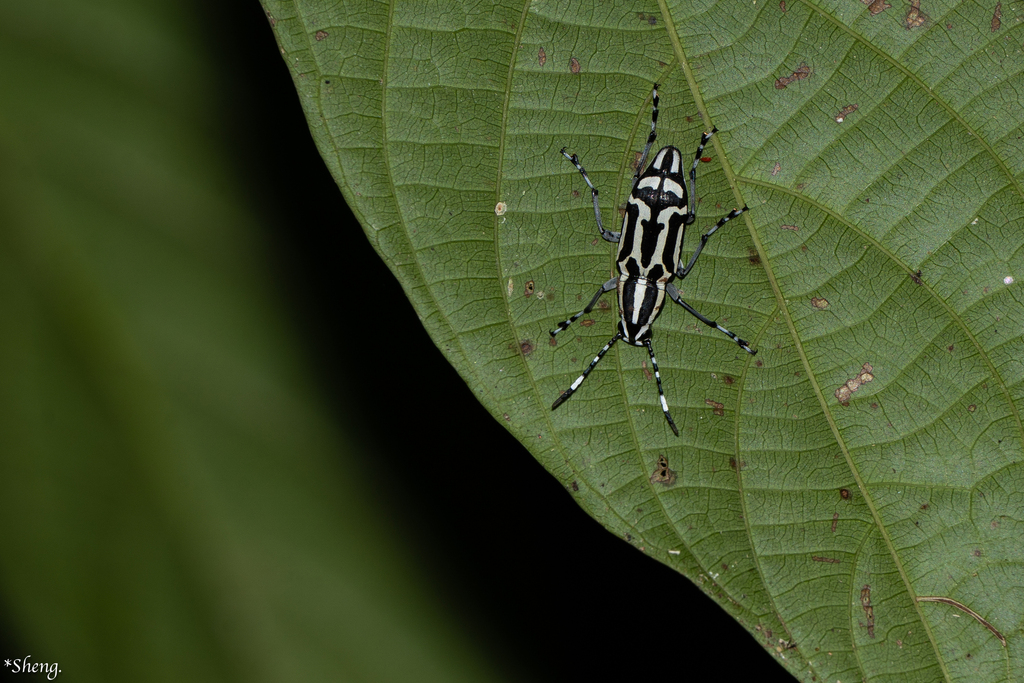 Xenocerus barbicornis