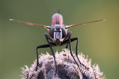 Cylindromyia brassicaria