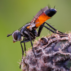 Cylindromyia brassicaria