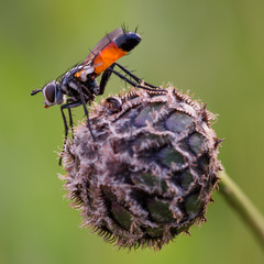 Cylindromyia brassicaria