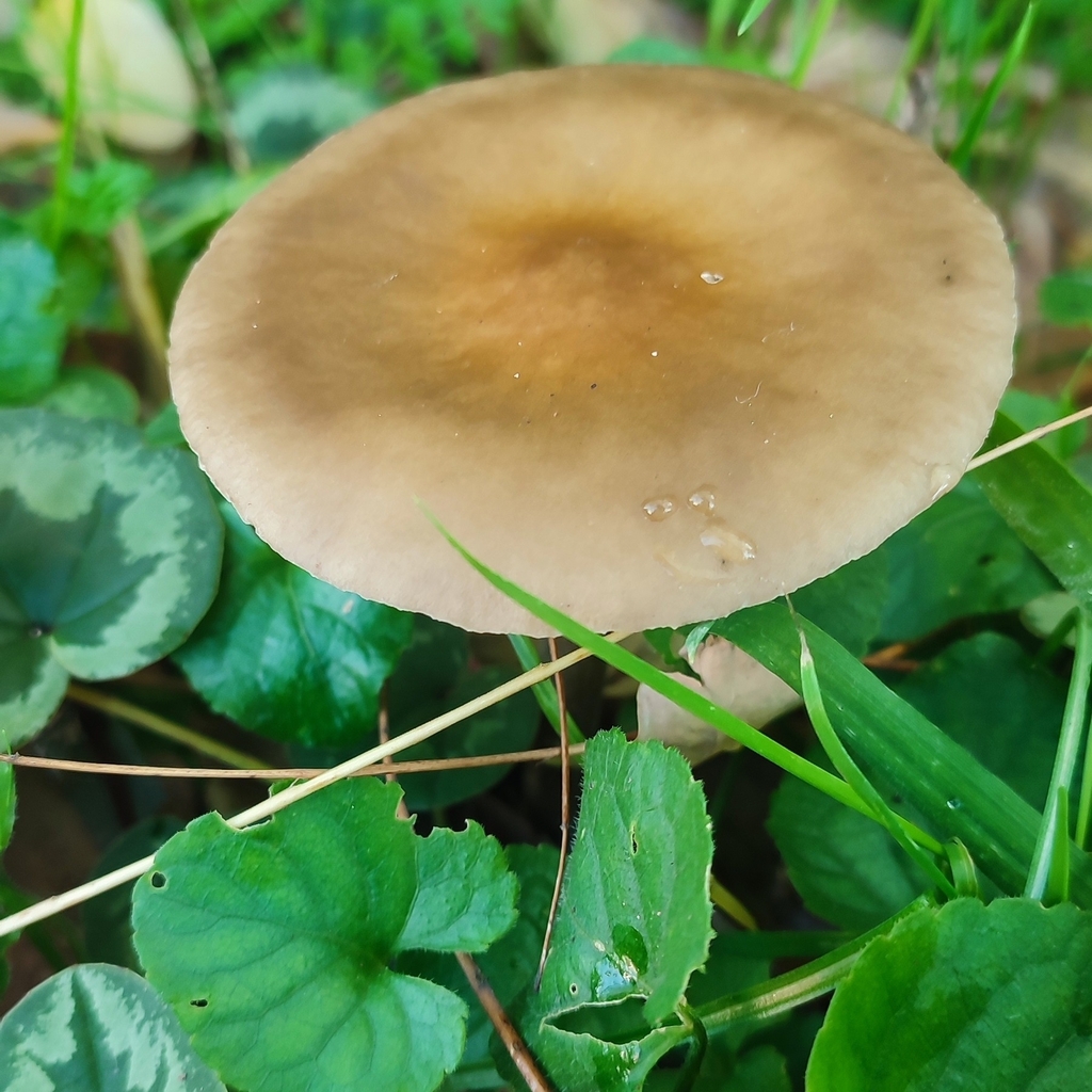 Melanoleuca grammopodia