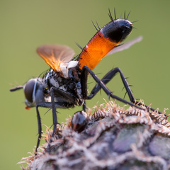 Cylindromyia brassicaria