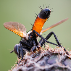 Cylindromyia brassicaria