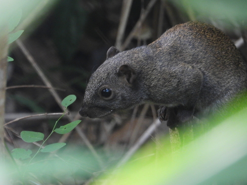 Busuanga Squirrel (Sundasciurus hoogstraali) — Least Concern Mammalia
