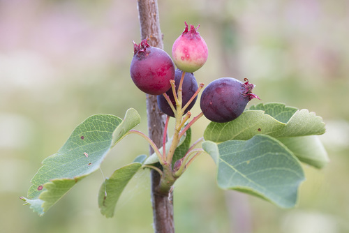 Varpinė medlieva nuotrauka