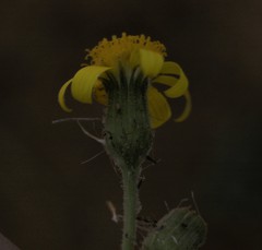 Senecio erosus