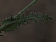 Senecio erosus