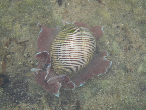 Brown-lined Paperbubble