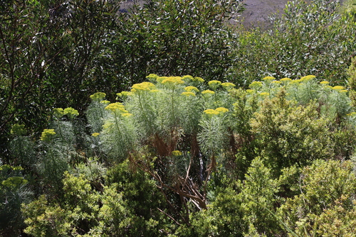 Hymenolepis crithmifolia, photograph 6