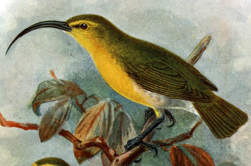 Oahu Akialoa