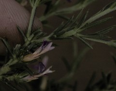 Muraltia angustiflora