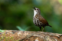 Striated Wren-Babbler photo 1