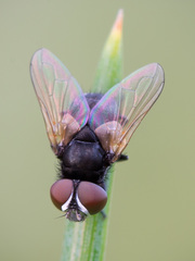 Phasia pusilla