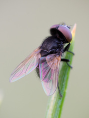Phasia pusilla