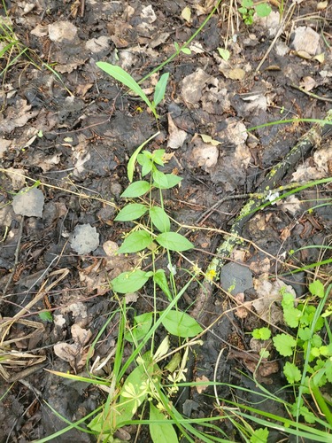 Berry Catchfly (Silene baccifera)