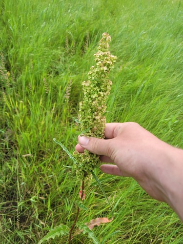 Field Dock (Rumex pseudonatronatus)