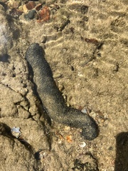 Holothuria leucospilota