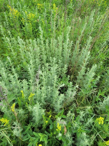 Roman Wormwood (Artemisia pontica)