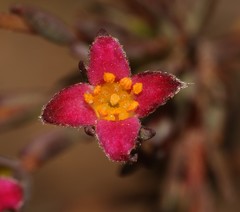 Lachnaea gracilis