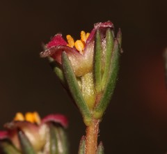 Lachnaea gracilis
