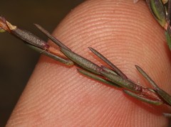 Lachnaea gracilis