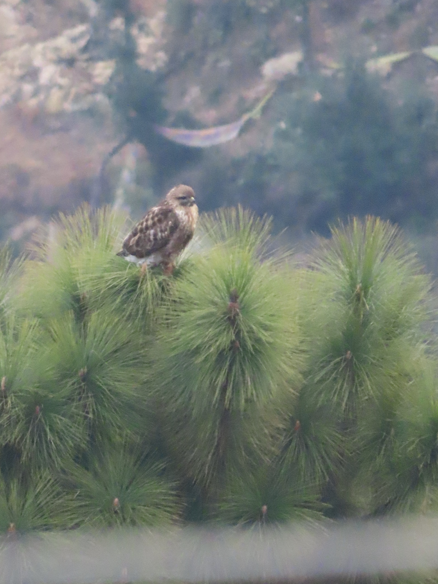 Himalayan Buzzard (Buteo refectus), photo 5