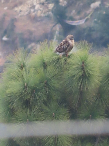 Himalayan Buzzard (Buteo refectus), photo 6