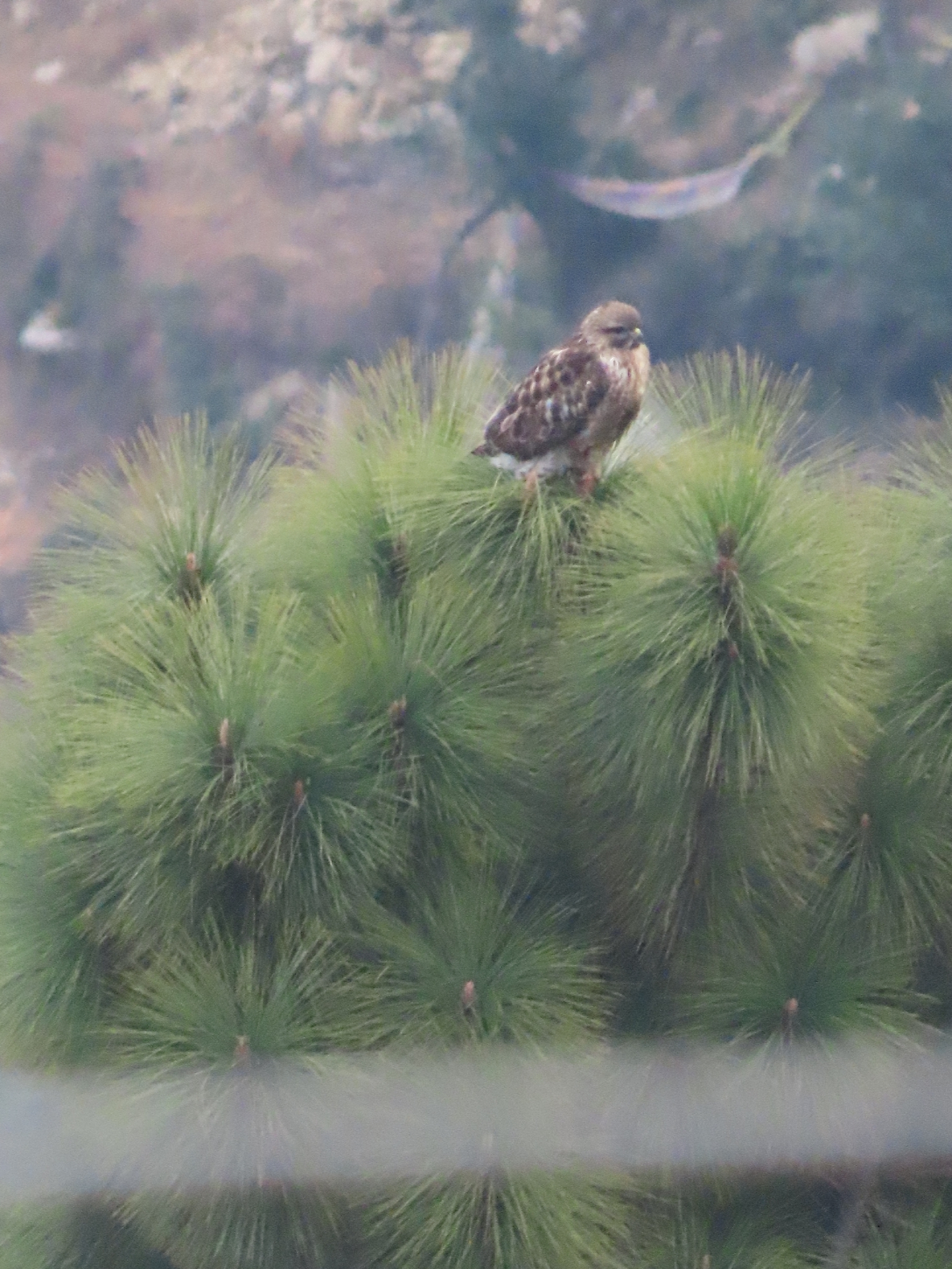 Himalayan Buzzard (Buteo refectus), photo 6