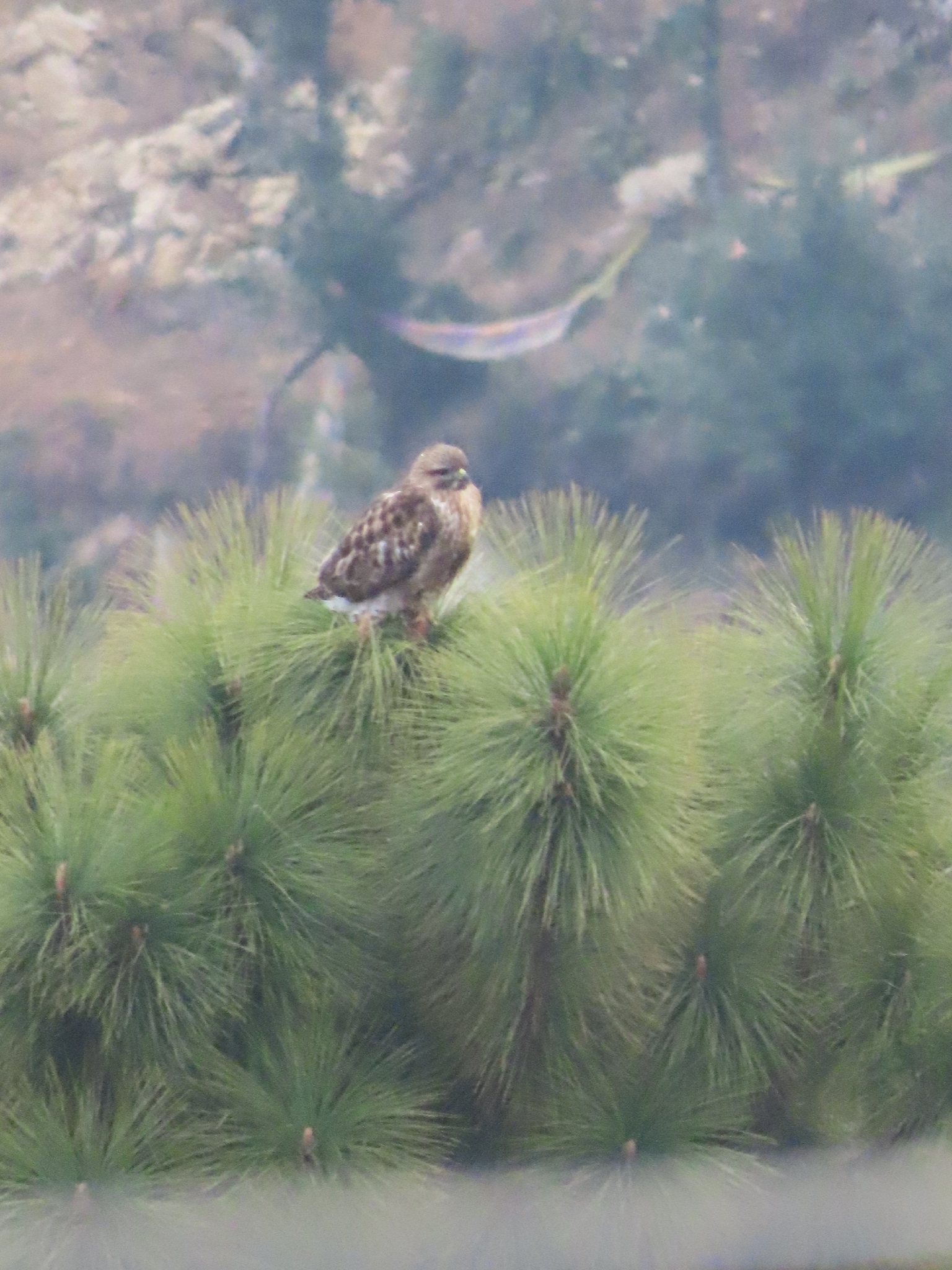 Himalayan Buzzard (Buteo refectus), photo 7