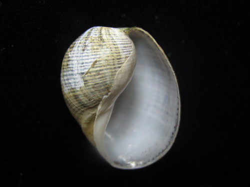 Brown-lined Paperbubble