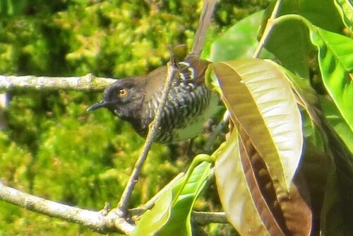 Banded Prinia (Prinia bairdii)