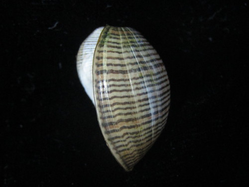 Brown-lined Paperbubble
