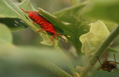 Probergrothius sanguinolens