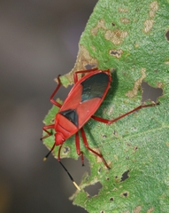 Probergrothius sanguinolens