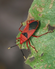 Probergrothius sanguinolens