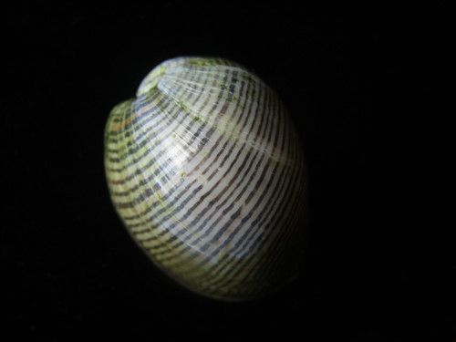 Brown-lined Paperbubble