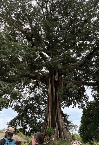 Kapok Tree