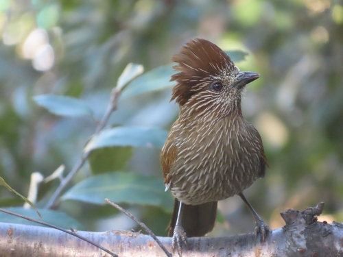Striated Laughingthrush (Grammatoptila striata), photo 6