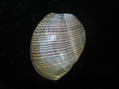 Brown-lined Paperbubble