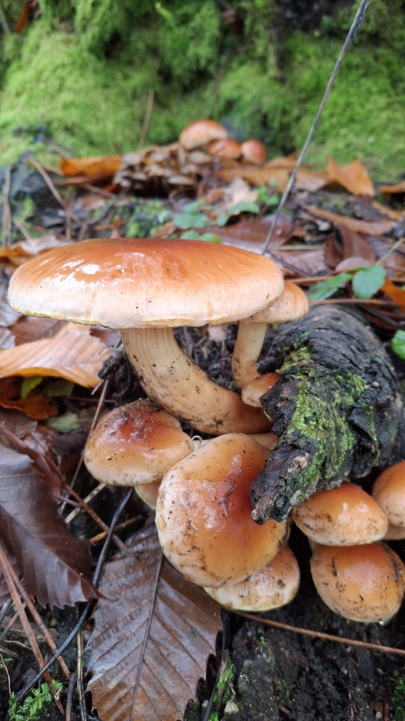 Hypholoma lateritium · November 2025 · photo: © cminda (iNaturalist, cc-by)