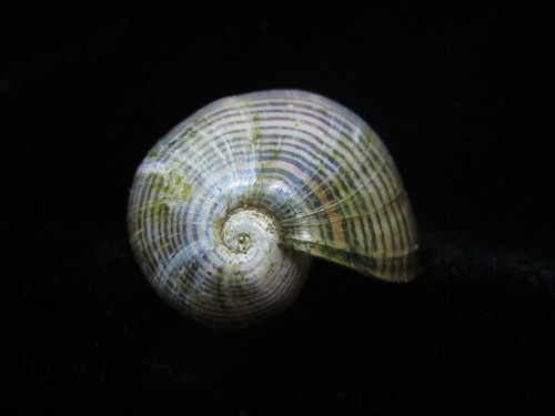 Brown-lined Paperbubble