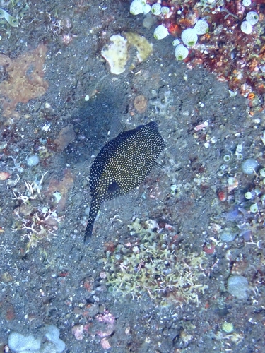 Spotted Boxfish (Ostracion meleagris)