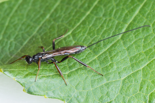 Xorides depressus