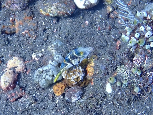 Blacksaddle Toby (Canthigaster valentini)