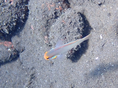 Bluestreak Goby (Valenciennea strigata)