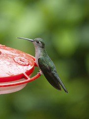 Campylopterus largipennis