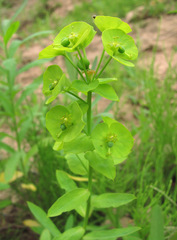 Euphorbia borodinii